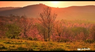 พญาเสือโคร่ง