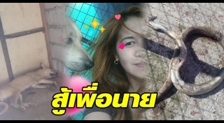 หมาช่วยคน