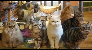 โอซาก้า