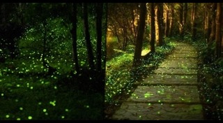 หิ่งห้อย