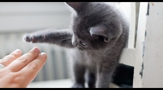 วิธีฝึกแมว