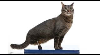 ช้างพิการ