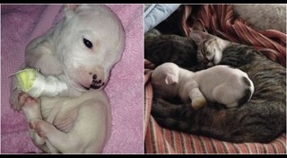 หมากับแมว