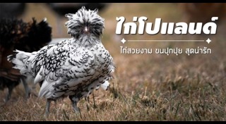เลี้ยงไก่