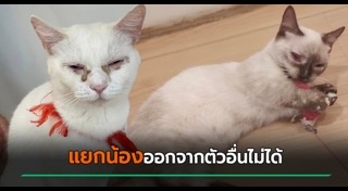 คาเฟ่แมว