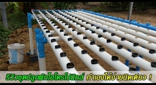 ปลูกผักไร้ดิน