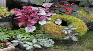 จัดสวนมอสส์