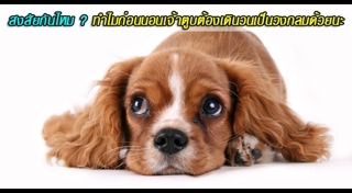 วิธีดูแลสุนัข