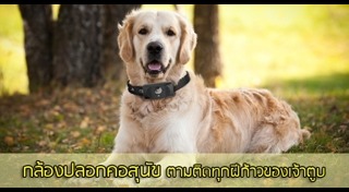 ปลอกคอสุนัข