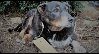 ปลอกคอสุนัข