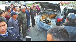 กินหมาที่จีน