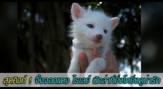 สุนัขจิ้งจอกแดง