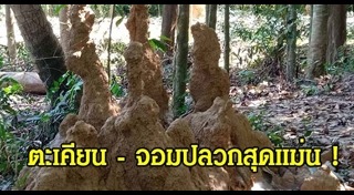 ต้นตะเคียน