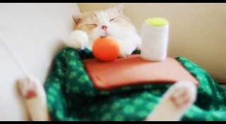 ของใช้สุนัข