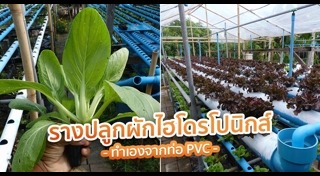 ผักไฮโดรโปนิกส์