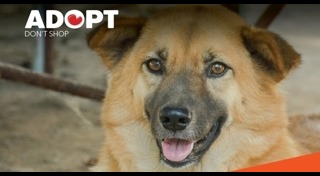 บ้านหมา