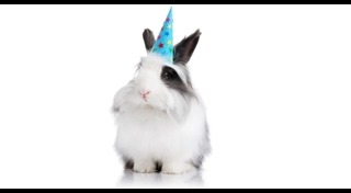 วิธีเลี้ยงกระต่าย