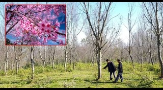 พญาเสือโคร่ง