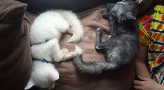 สุนัขจิ้งจอกแดง