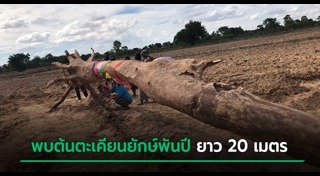 ต้นตะเคียน