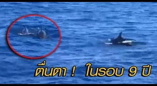 วาฬเพชฌฆาต