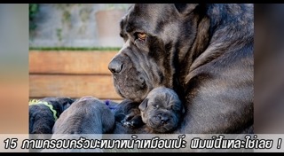 วิธีดูแลสุนัข