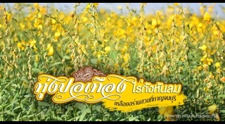 ทุ่งปอเทือง