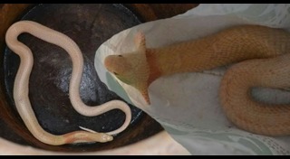 งูเผือก