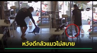 คาเฟ่แมว