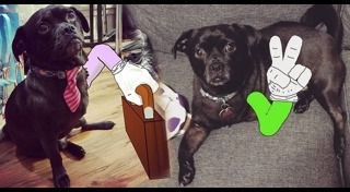 หมาพิการ