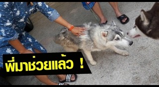 ไซบีเรีย