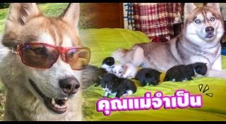 มิตรภาพต่างสายพันธุ์