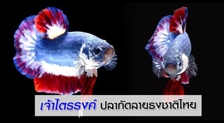 ปลาสวยงาม