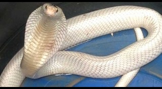 งูเผือก