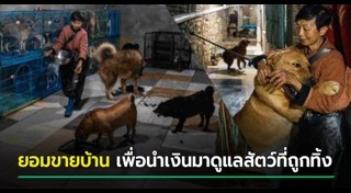 สุนัขถูกทิ้ง