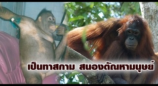 อุรังอุตัง