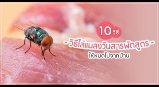 วิธีกำจัดแมลงวัน