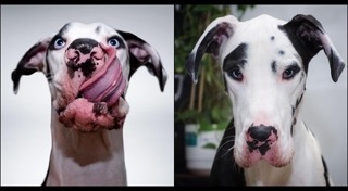 รูปหมาตลกๆ