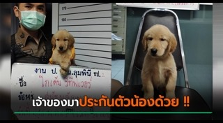 สุนัขหาย