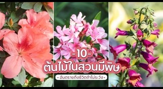 พืชมีพิษ