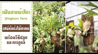 เฟิร์น