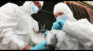 ไข้หวัดนก