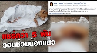 แมวว่ายน้ำ