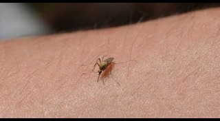 วิธีป้องกันโรคไข้เลือดออก