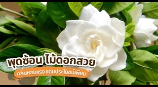 ต้นไม้ปลูกกลางแจ้ง