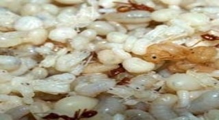 ไข่มดแดง