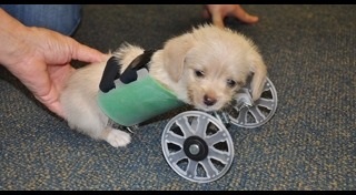 รถเข็นผู้ป่วย