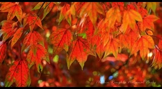 ภูหินร่องกล้า