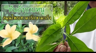 ต้นอังกาบหนู