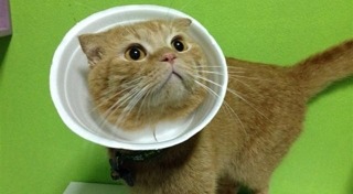 ปลอกคอแมว